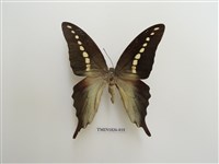 藏品(外國蝴蝶)的圖片